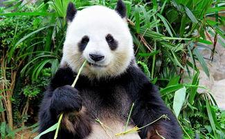 娱乐吃瓜酱功勋大熊猫